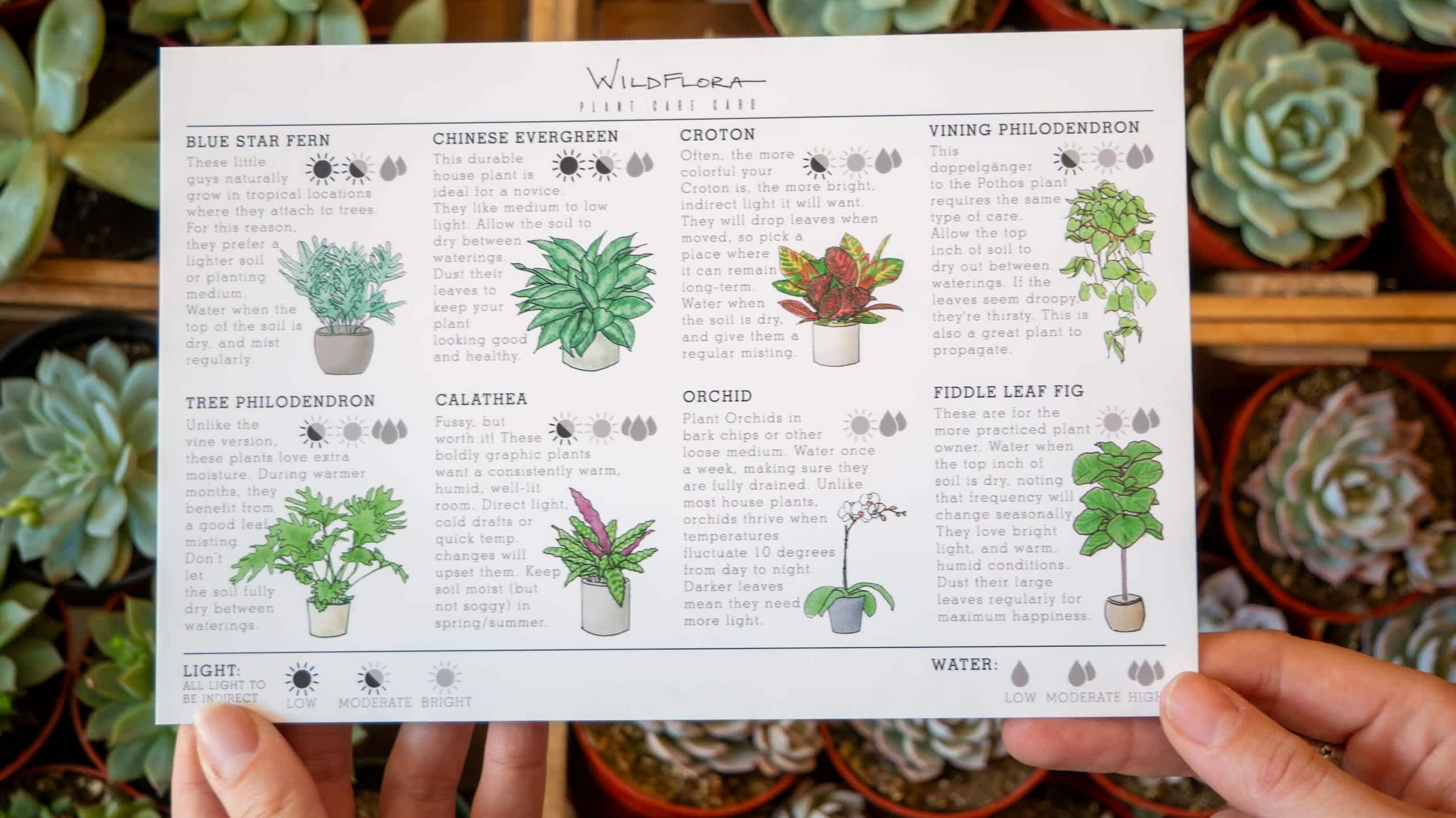 A photo of a branded card for WildFlora, written using the brand&rsquo;s tone of voice, with the illustrations guided by the brand style guide