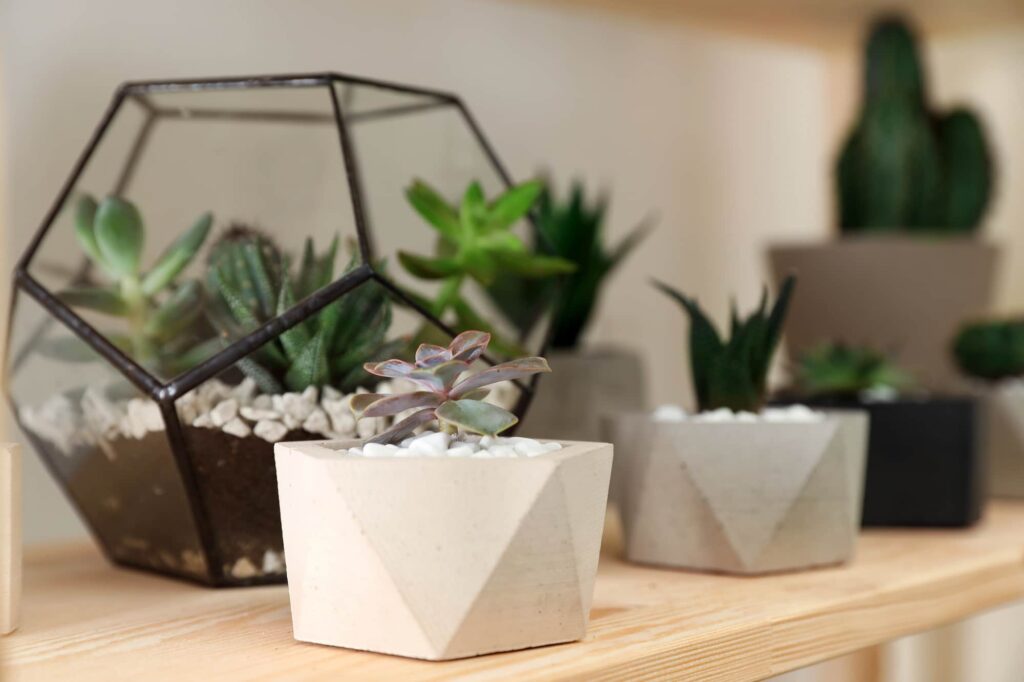 Array of succulents on a shelf.